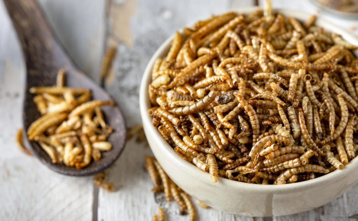 Wie umweltfreundlich sind Insektenfarmen wirklich?