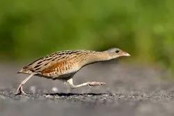 Gesetze zum Vogelschutz zeigen Wirkung