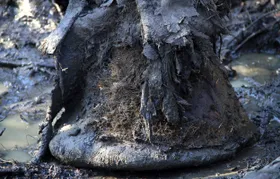 Uralte Bakterien-DNA in Mammutfossilien gefunden