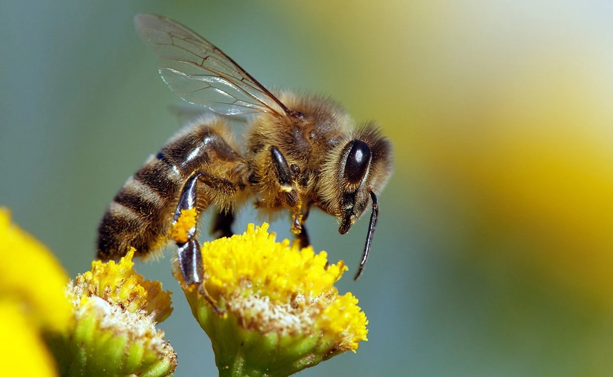 Europaweit erste Genbank für Honigbienen