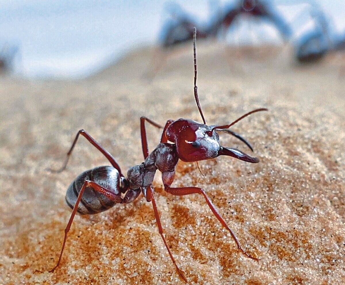 Kleine Überlebenskünstler der Wüste