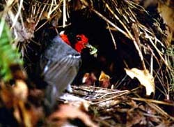 Zuviel des Guten - Fürsorgliche Vogeleltern lenken die Aufmerksamkeit von Feinden
auf ihr Nest
