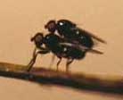 Biologen beobachten Altern bei Insekten in freier Natur