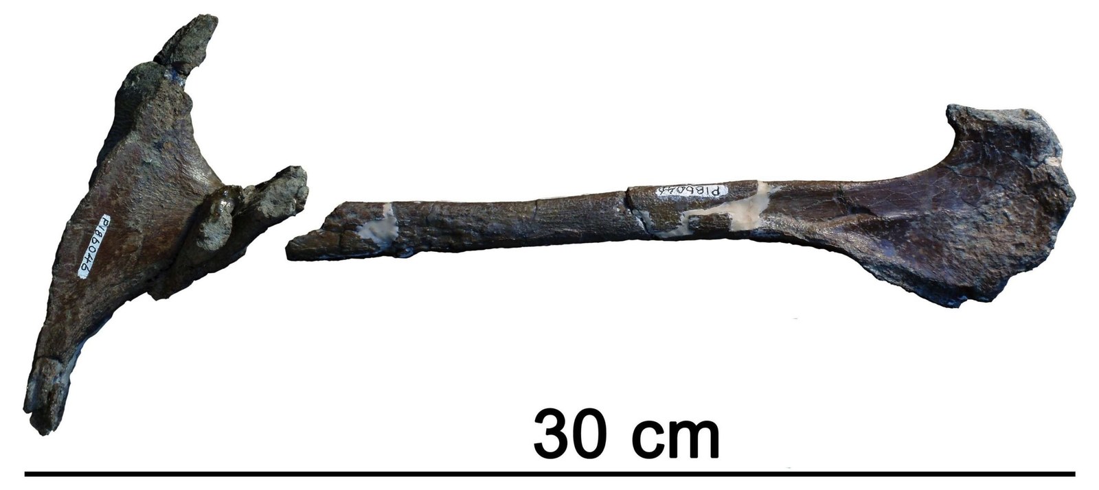 Südländische Dinos