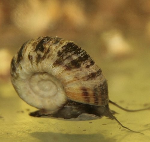 Künstliche Nacktschnecken