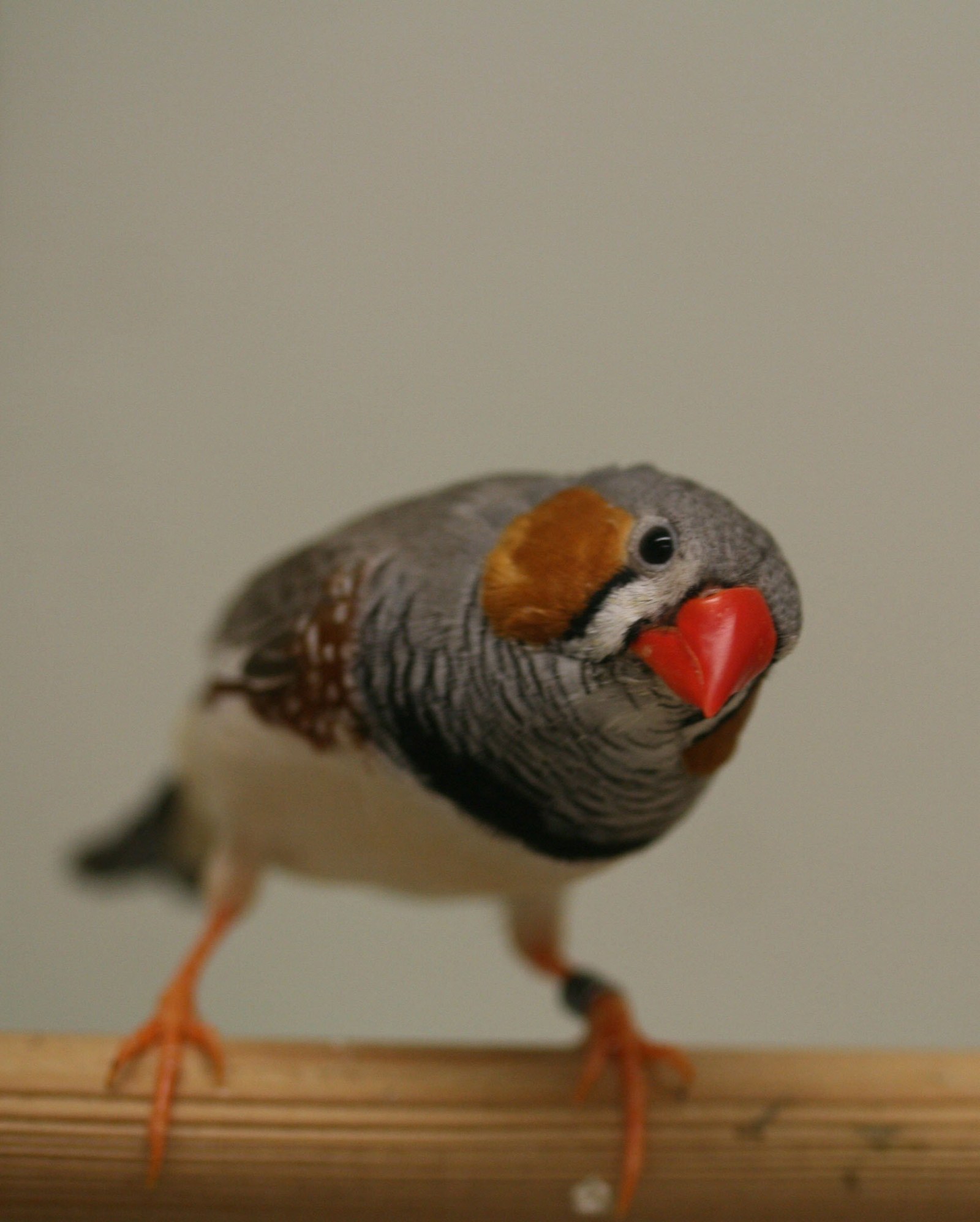 Gesangsstunde mit Zebrafinken