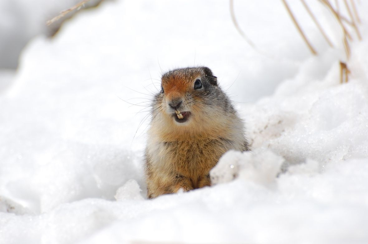 Verschlafene Erdhörnchen