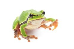 Eine Lanze für den Frosch