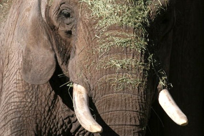 Bomben-Kurve hilft gegen Elfenbein-Schmuggel
