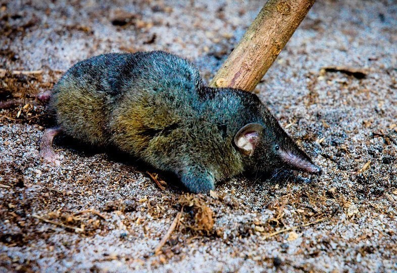Familienzuwachs für die Helden-Spitzmaus