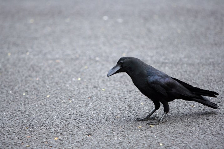 Auch Vögel richten sich nach dem Tempolimit
