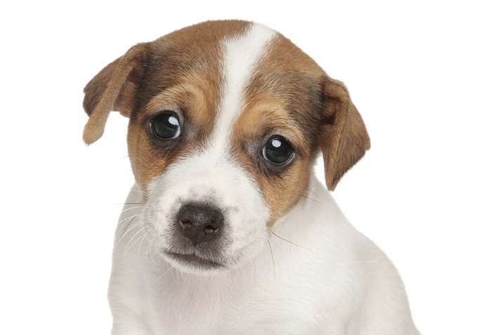 Auf den Hund gekommen
