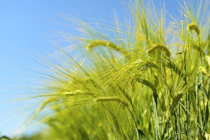 Der Bio-Anbau bringt's