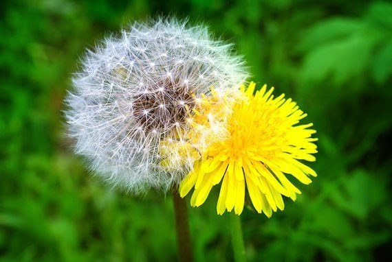 Pusteblume mit Wurzel-Schutz