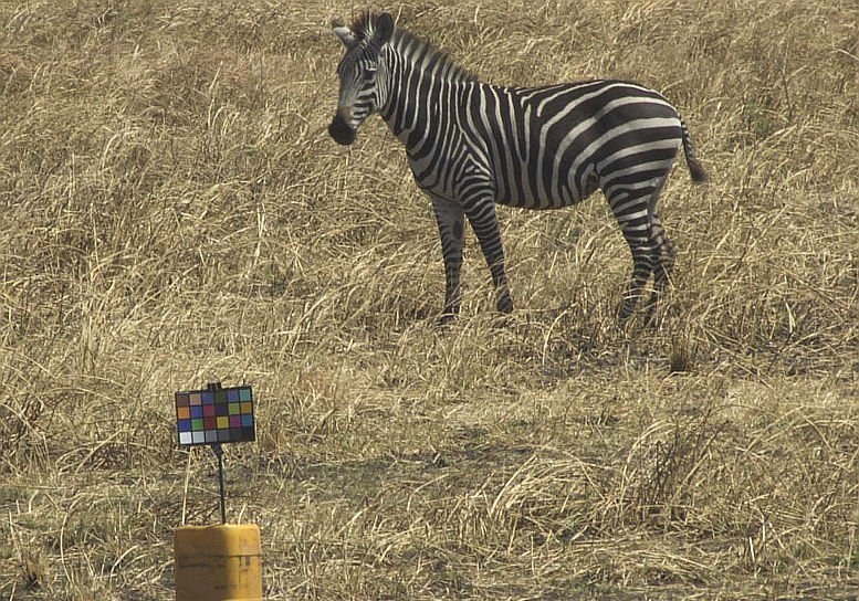 Zebrastreifen: Von wegen Tarnung