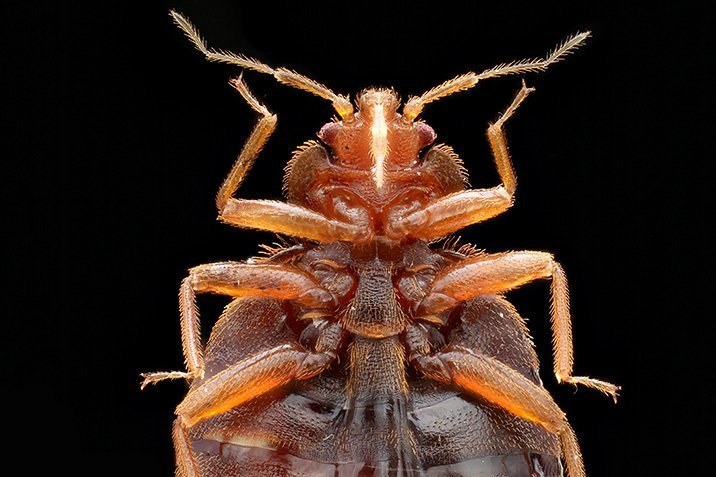 Einem Blutsauger in die Gene geschaut