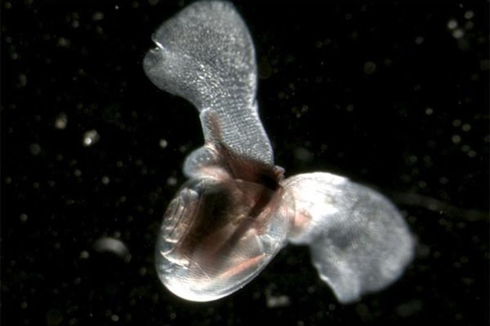 Skurril: Wasserschnecke "fliegt" durchs Wasser