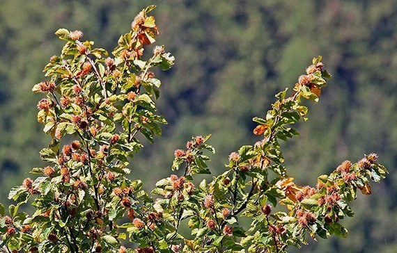 Im Herbst gibt es eine Bucheckern-Schwemme