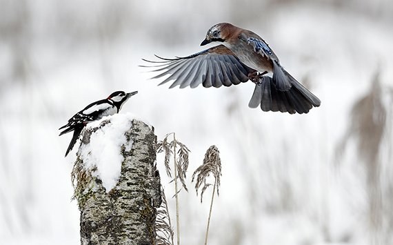 Glanzlichter der Naturfotografie 2016