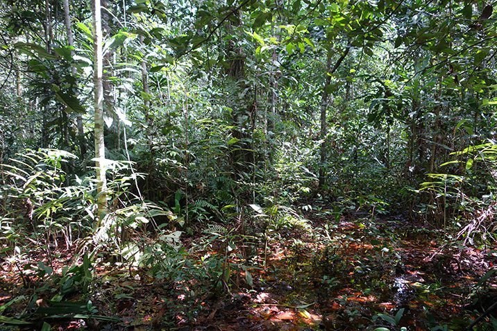 Riesen-Moor unterm Regenwald