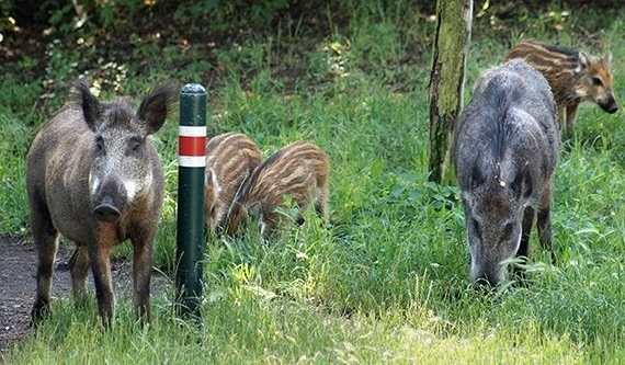 Von wegen Abfallfresser!