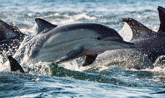 Heute beginnt die Delfintreibjagd in Japan