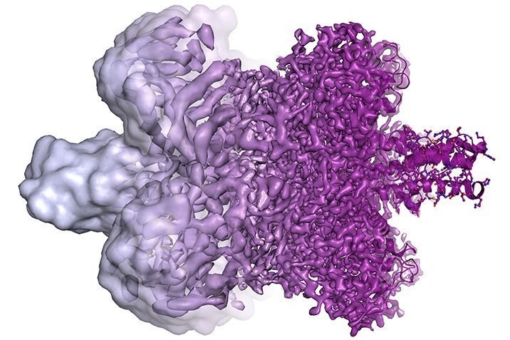 Chemie-Nobelpreis für Kryo-Elektronenmikroskopie