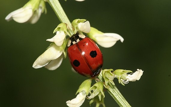 Dramatisches Insektensterben