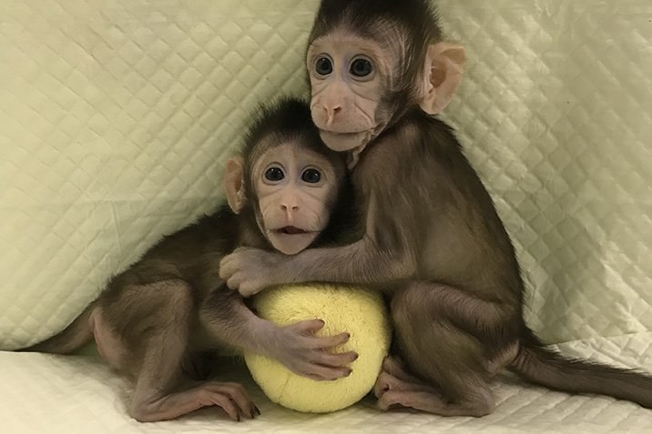 Geklonte Affenbabys