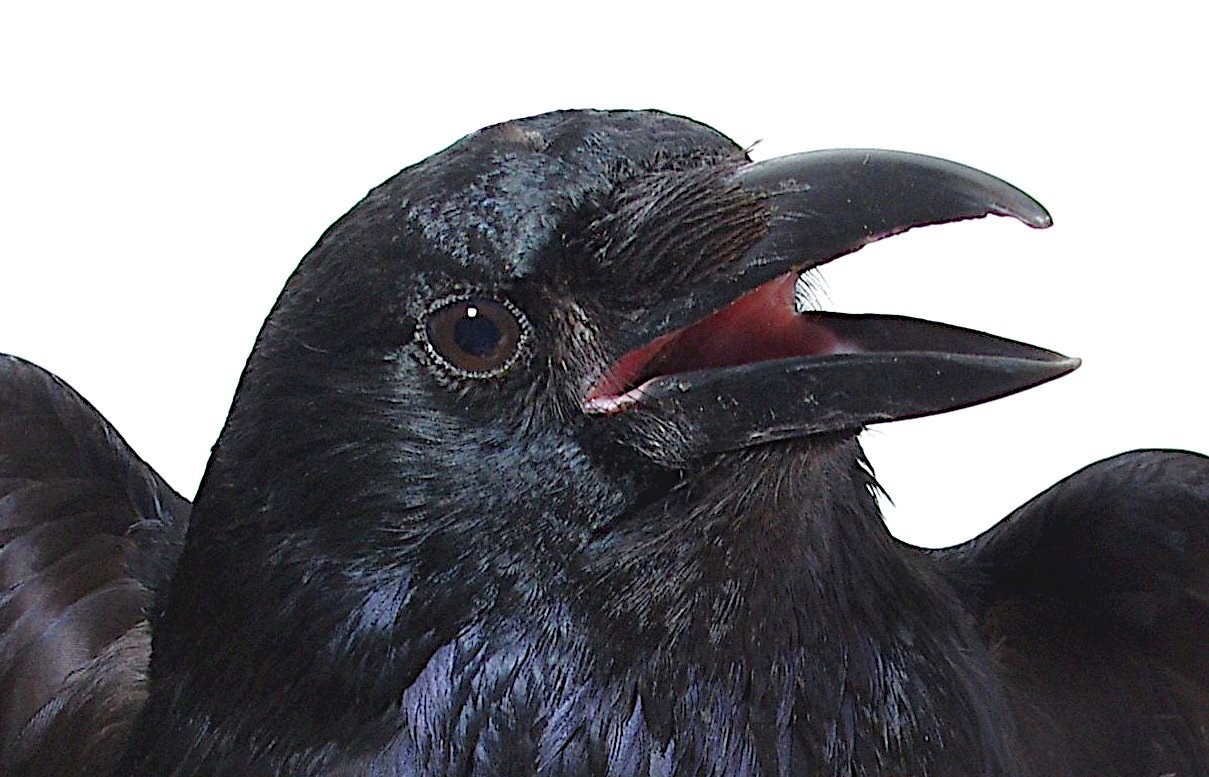 Geheimnisse des Vogelhirns aufgedeckt