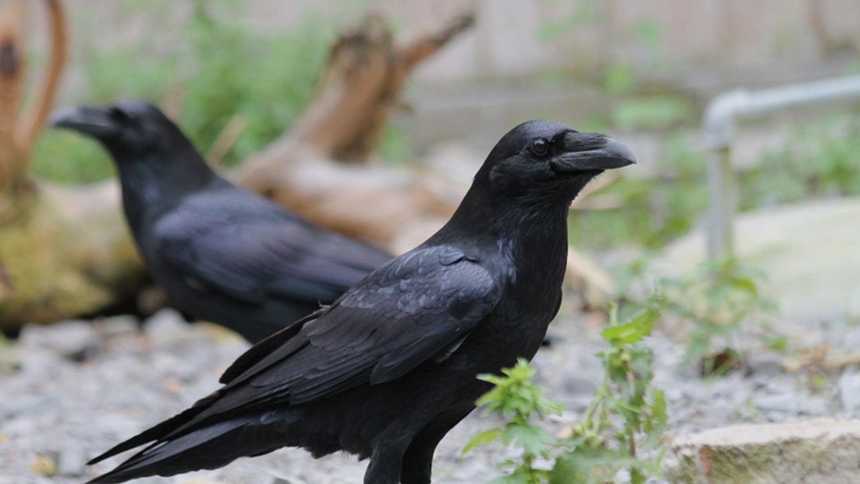 Wie großzügig sind Rabenvögel?
