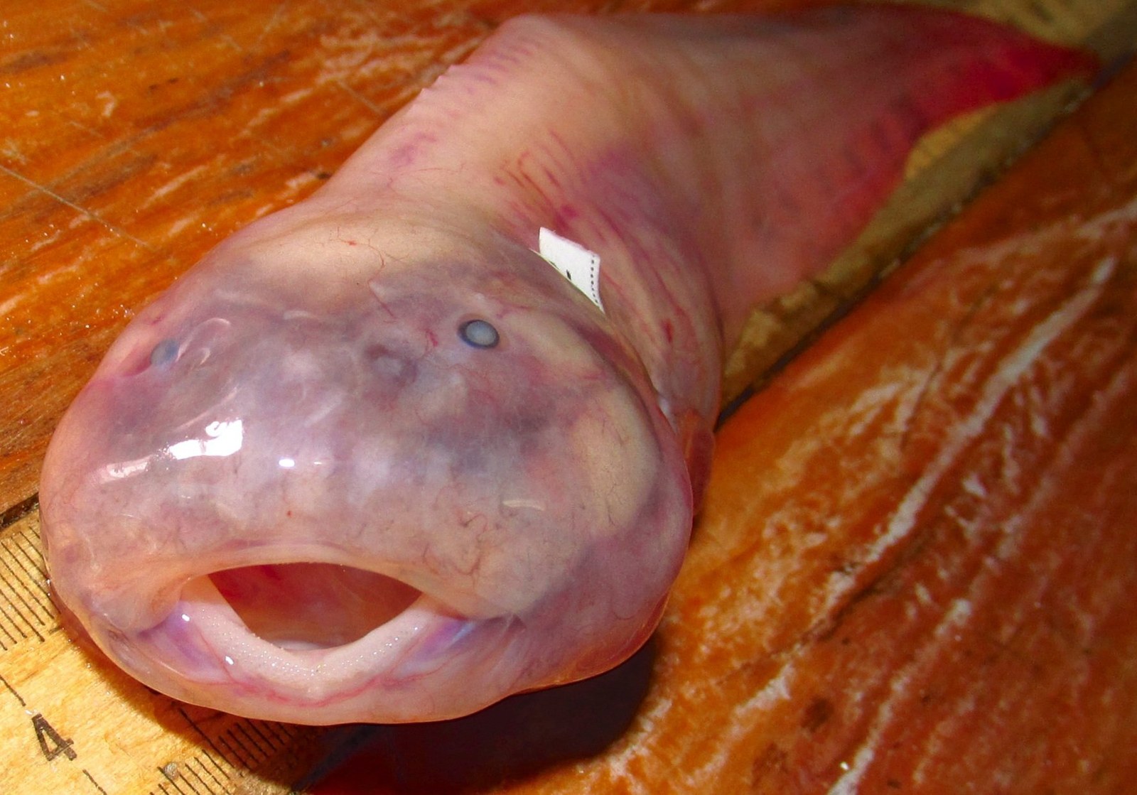 Quecksilber: Tote Fische belasten die Tiefe