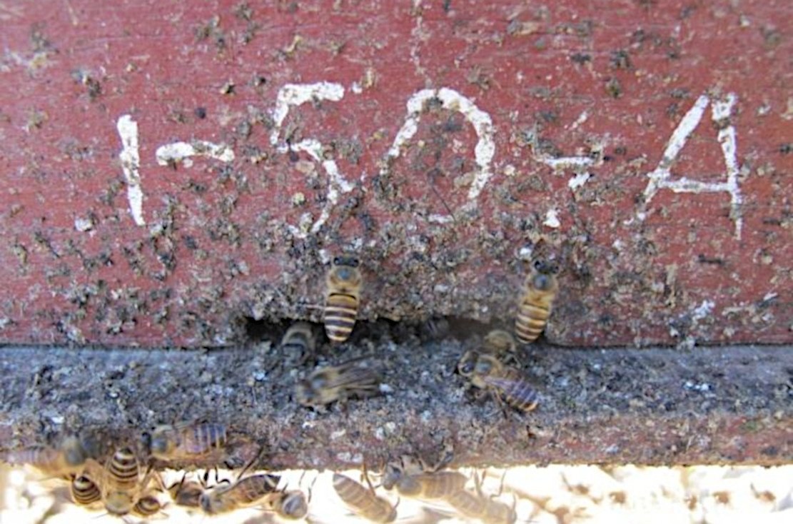 Bienen bekämpfen Hornissen mit Mist