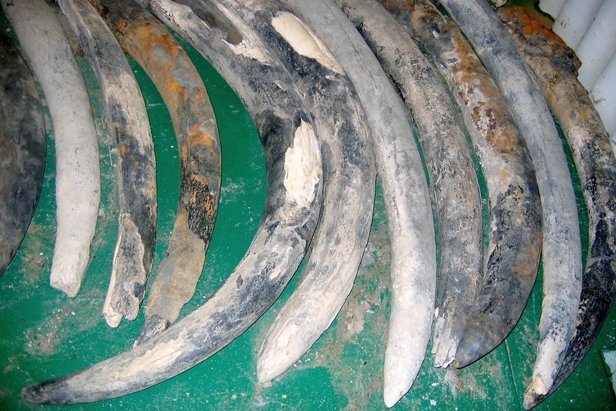 Schiffbrüchiges Elfenbein gibt Geheimnisse preis