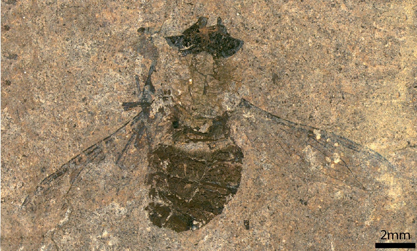 Fossile Fliege mit vollem Bauch