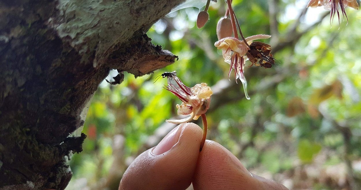 Welche Insekten bestäuben Kakaopflanzen?