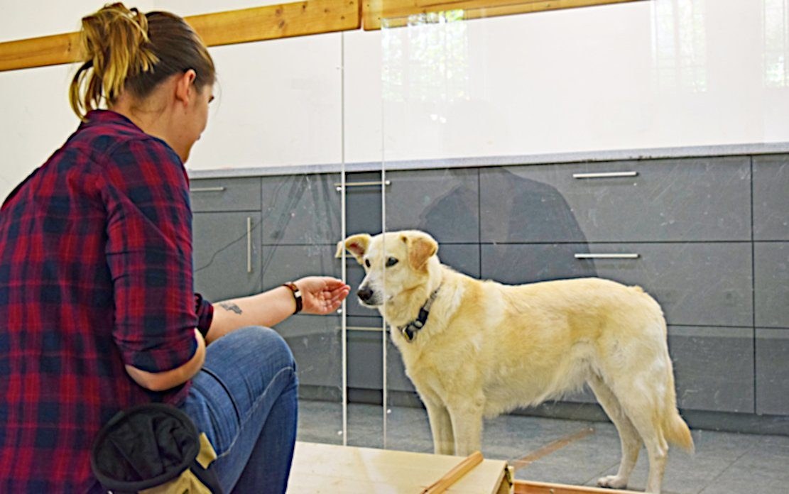 Hunde unterscheiden Absicht von Versehen