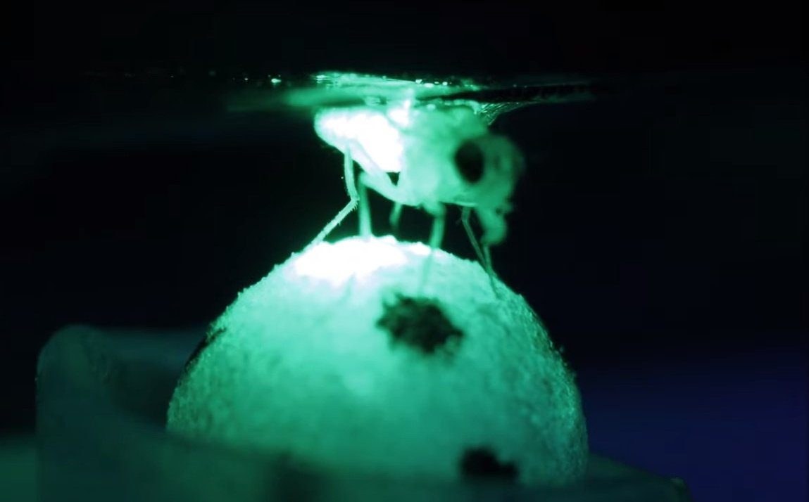 Bekommen Insekten vor Angst Herzklopfen?
