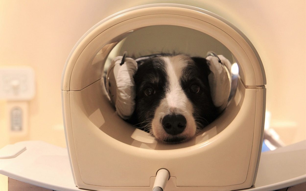 Hundegehirne können Sprachen unterscheiden