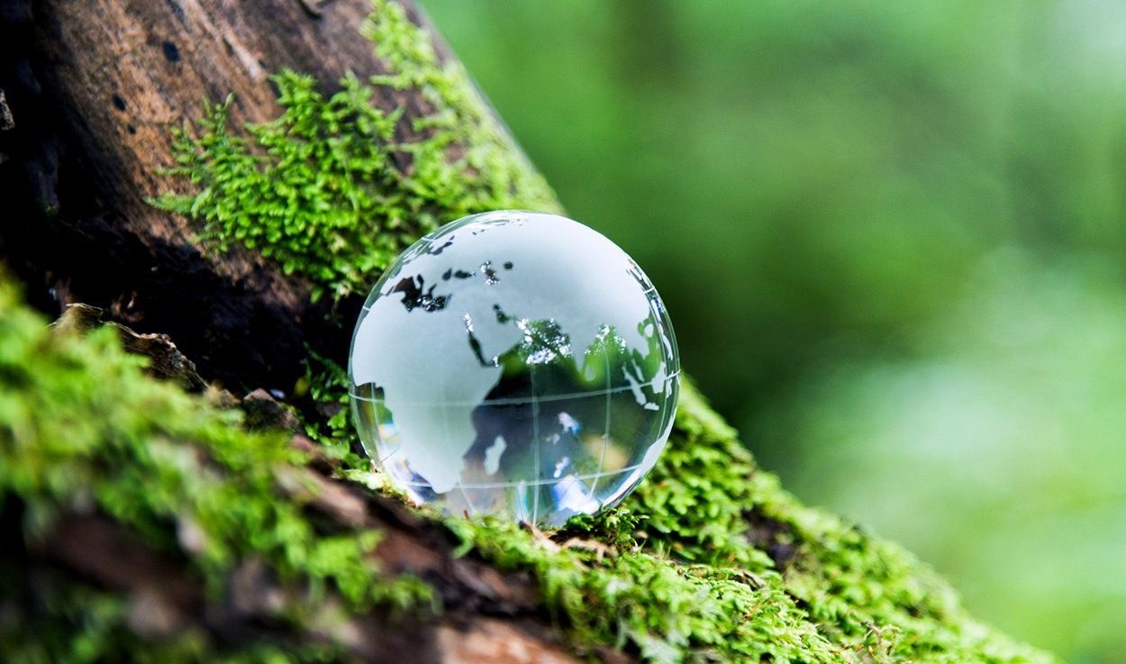 Anhaltender Rückgang der globalen Waldfläche