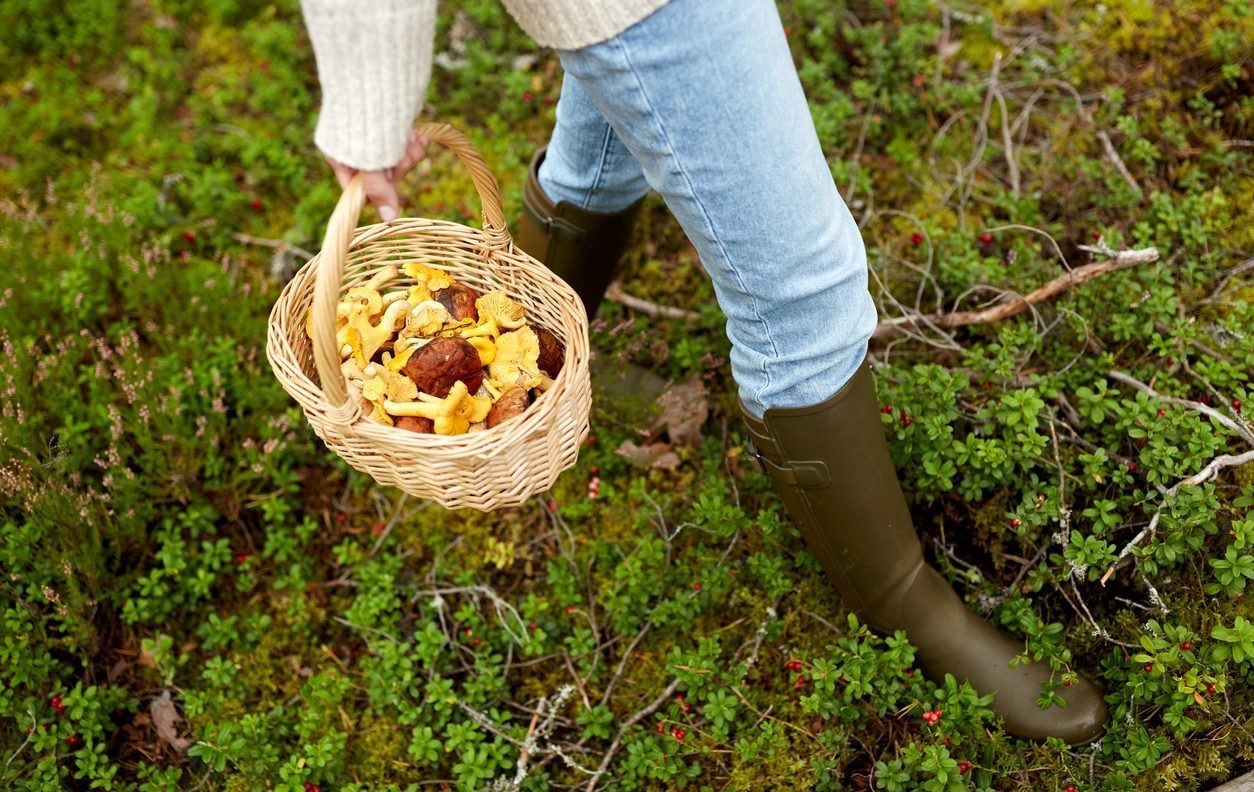 Einige Wildpilzarten noch immer belastet