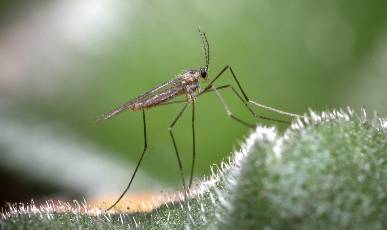 Unauffälligste Insektenfamilien sind die artenreichsten