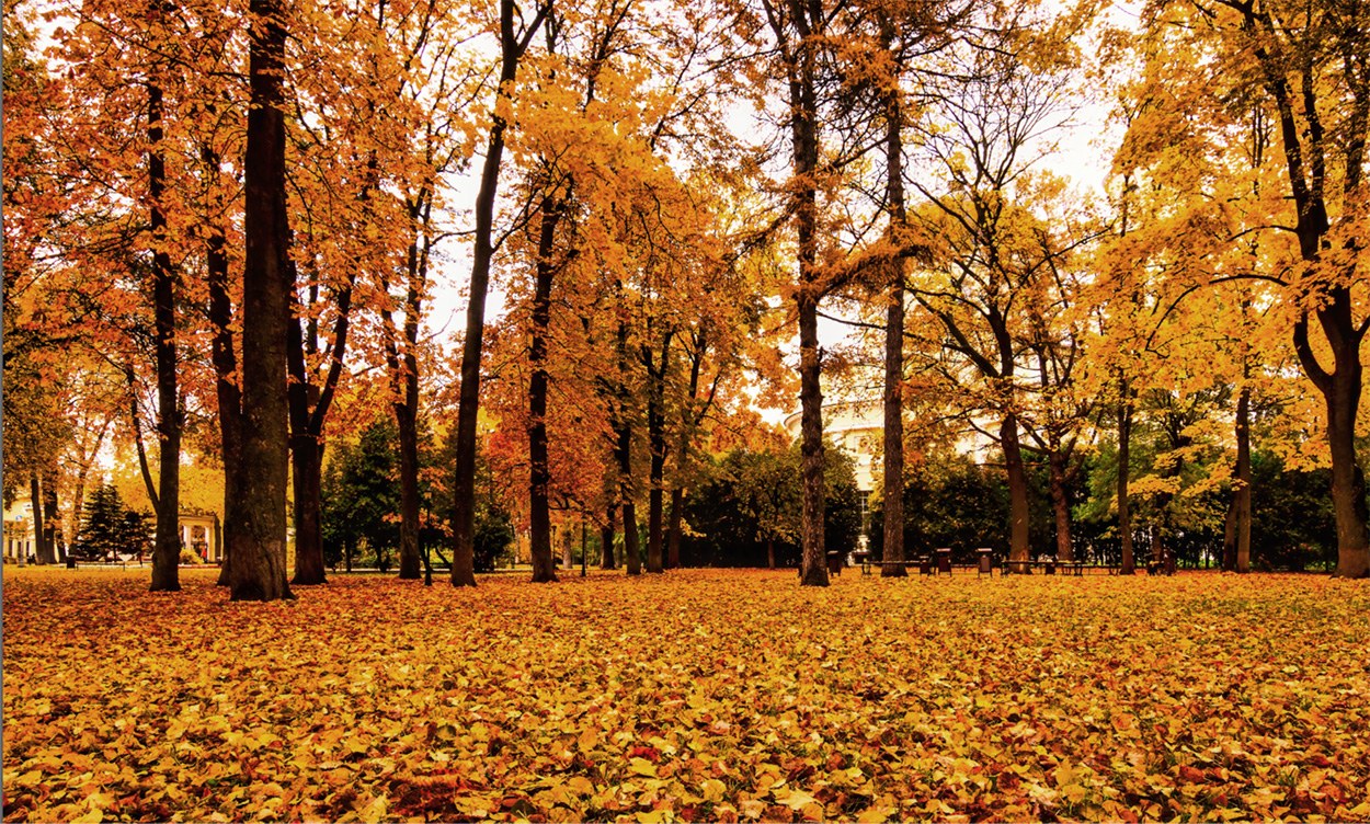 Wie Wärme den herbstlichen Blätterfall beeinflusst
