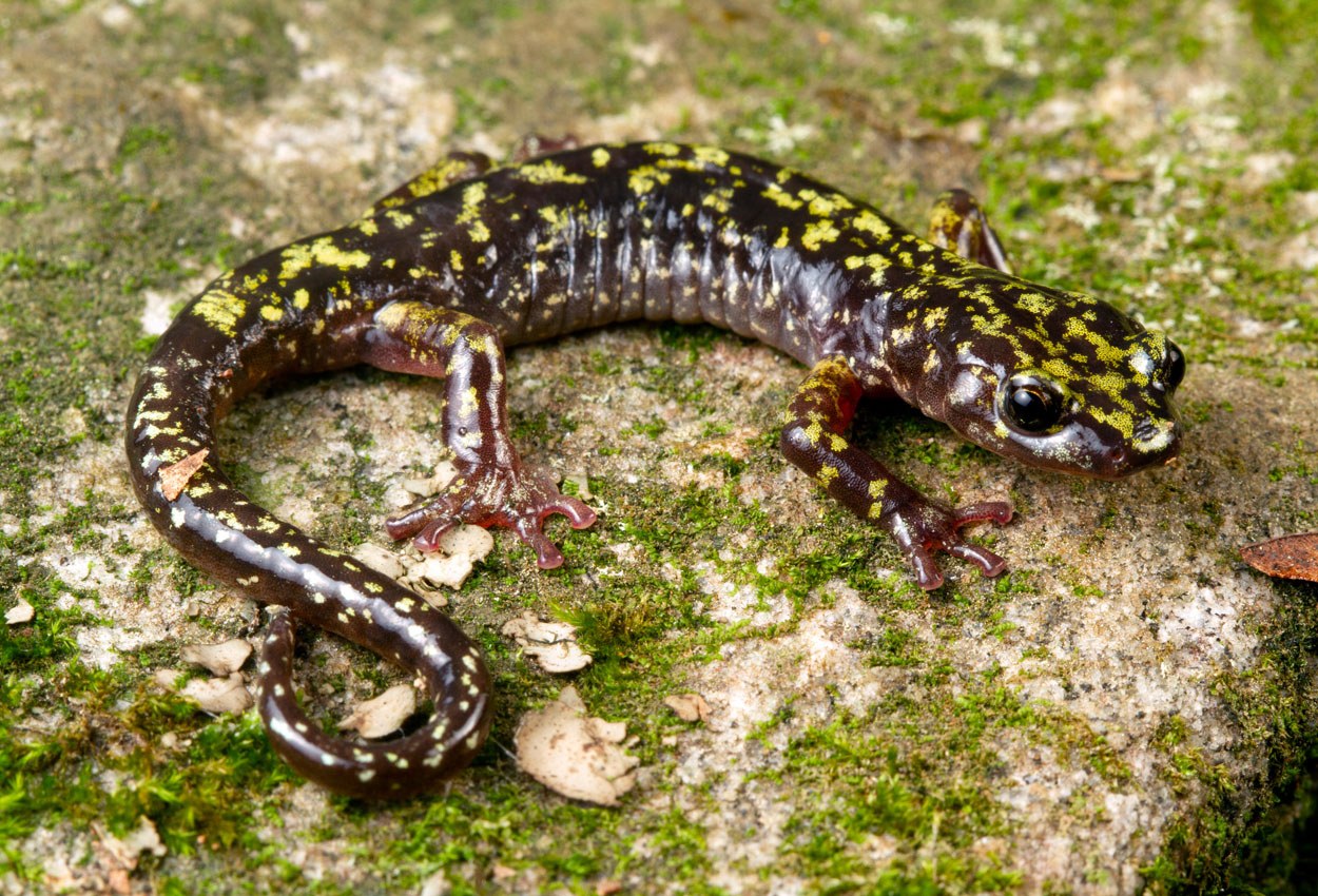 Zwei von fünf Amphibienarten vom Aussterben bedroht