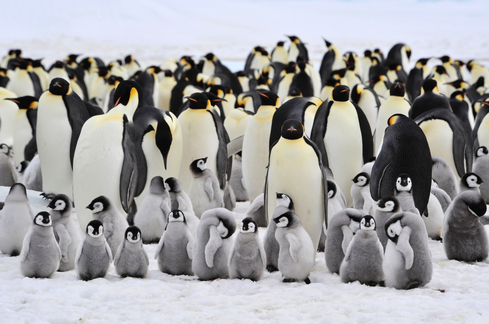 Wie sich Pinguine besser zählen lassen