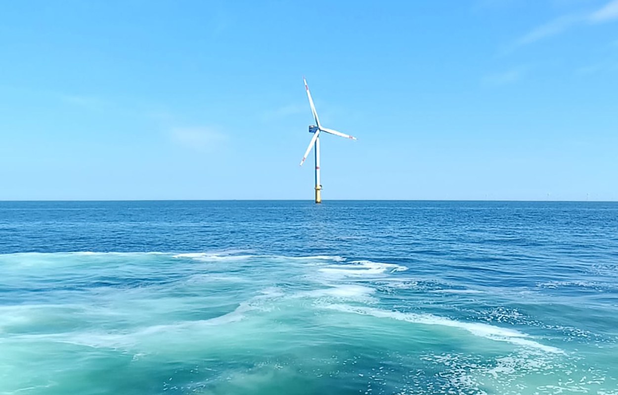 Wie sich Offshore-Windparks auf Fische auswirken