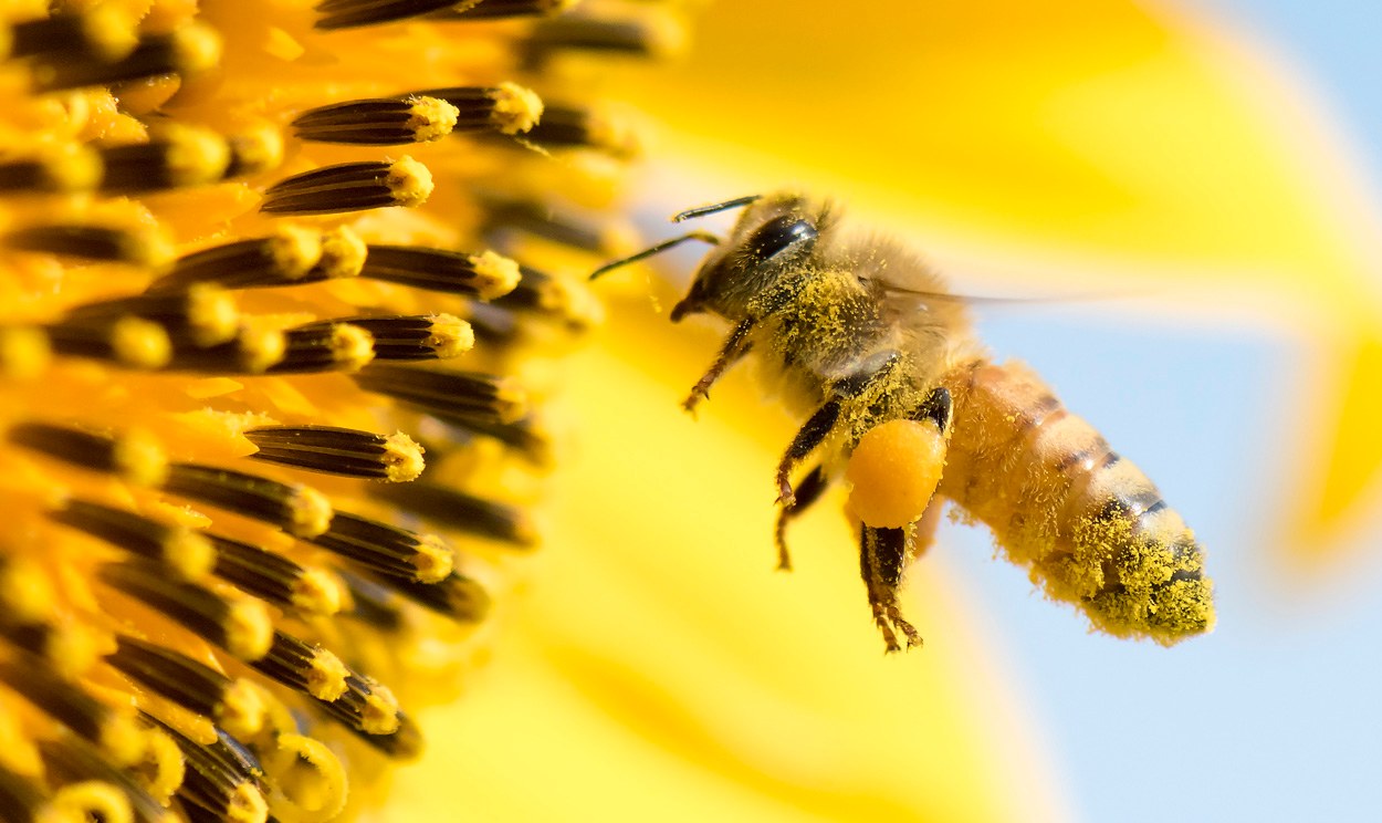 Honigbienen fliegen präziser als gedacht