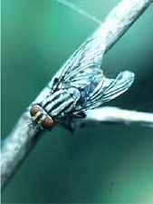 Mexikanische Fliege trickst Spinne aus