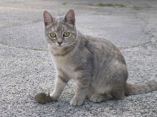 Kater sind Linkspföter