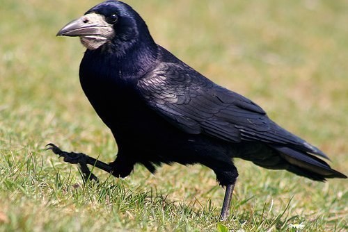 Kluge Rabenvögel